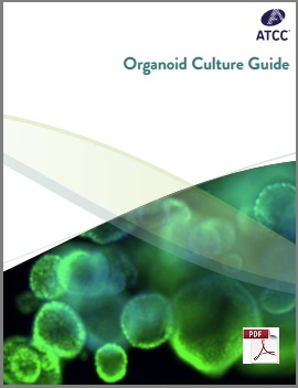 Organoid Culture Guide